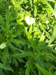 Anemonastrum canadense