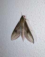 Theretra boisduvalii