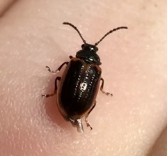 Microtheca ochroloma