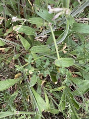 Microbotryum violaceum