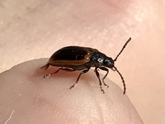 Microtheca ochroloma