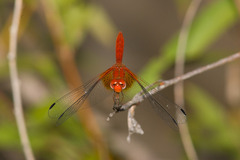 Dythemis maya