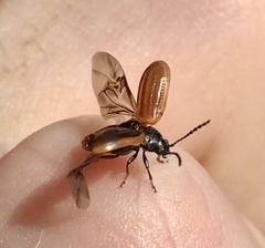 Microtheca ochroloma