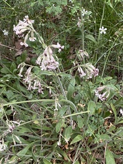 Microbotryum violaceum