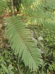 Enterolobium schomburgkii