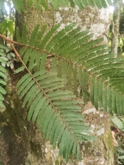 Enterolobium schomburgkii