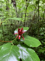 Calycanthus