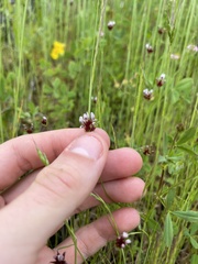 Trifolium variegatum