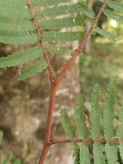 Enterolobium schomburgkii