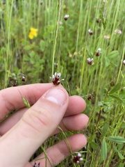 Trifolium variegatum
