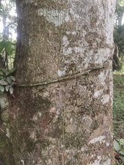 Enterolobium schomburgkii