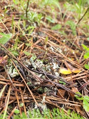 Cladonia cariosa