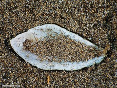 Synapturichthys kleinii