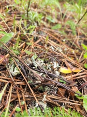 Cladonia cariosa