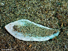 Synapturichthys kleinii