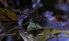 Euthygomphus koxingai