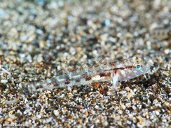 Gobius gasteveni