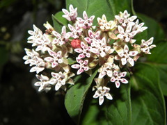 Asclepias jorgeana