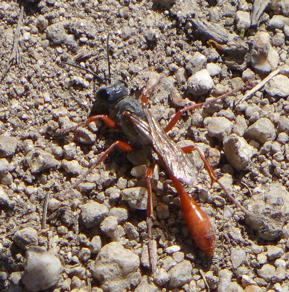 Ammophila femurrubra