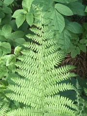 Athyrium filix-femina