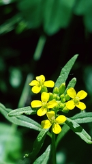 Erysimum inconspicuum