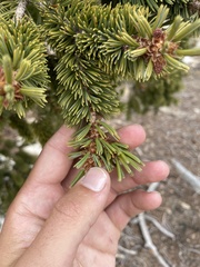 Pinus balfouriana
