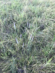 Polygala appendiculata