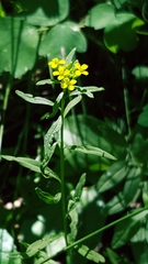 Erysimum inconspicuum