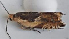 Ancylis metamelana