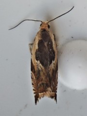 Ancylis metamelana