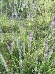 Polygala appendiculata
