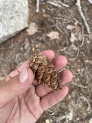Pinus balfouriana