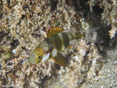 Lernaeidae
