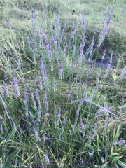Polygala appendiculata