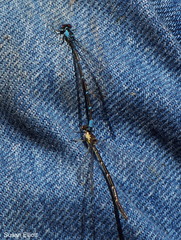 Chromagrion conditum