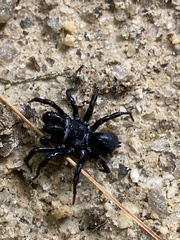 Sphodros niger