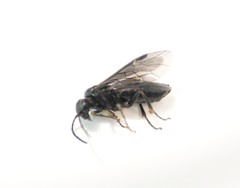 Endelomyia aethiops