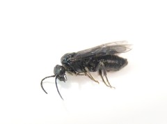 Endelomyia aethiops