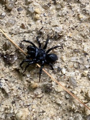 Sphodros niger