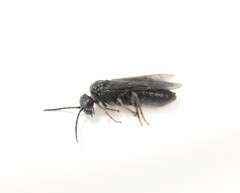 Endelomyia aethiops