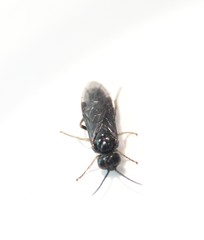 Endelomyia aethiops