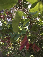Cercis siliquastrum