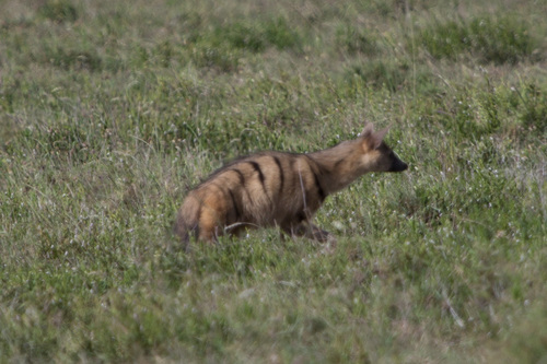 Proteles septentrionalis