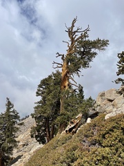 Pinus balfouriana