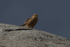 Falco rupicoloides