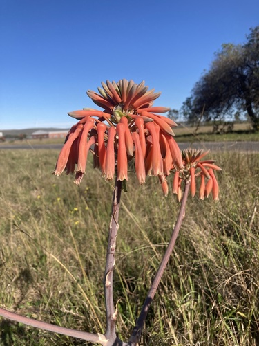 Aloe maculata