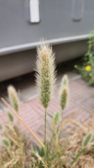 Polypogon monspeliensis