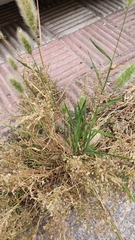 Polypogon monspeliensis