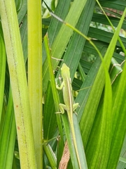 Anolis porcatus