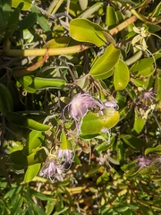 Capparis cynophallophora